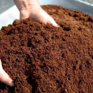 Grow plants faster using coco peat  How to use coco peat for gardening 