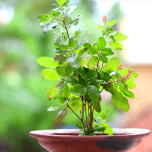 tulsi plant