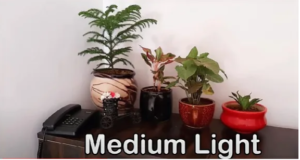 medium light area for plants