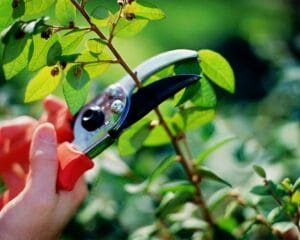 pruning