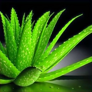 Aloe-Vera-Plants