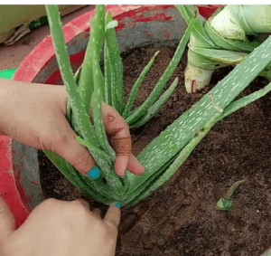 Aloe vera pot