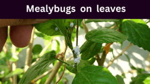 Mealybugs on plant leaves