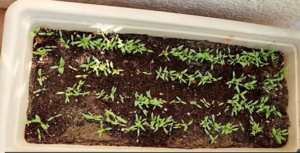 coriander seedlings