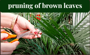 pruning of leaves of areca palm