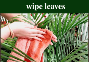 wipe leaves of areca palm