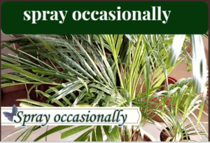 spray water on leaves of areca palm