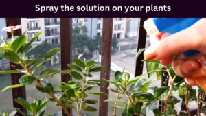 Spray the solution on your plants
