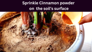 Sprinkle Cinnamon powder on the soil surface (1)