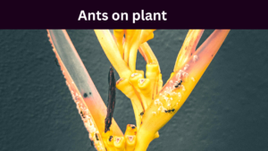 ants on plant