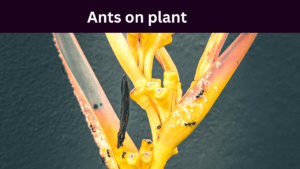 ants on plant