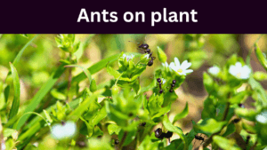 ants on plant