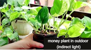 money plant outdoor