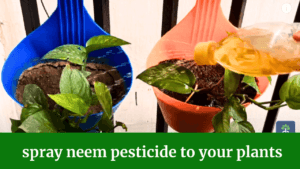 neem pesticide spray in plant