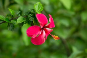 hibiscus flower