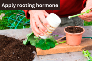 rooting hormone