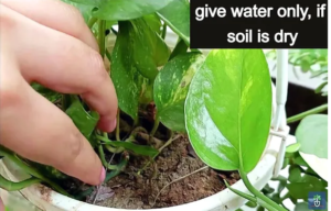 watering tips to money plant