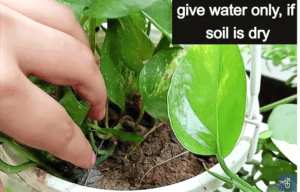 watering tips to money plant