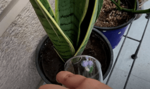 vermicompost tea in indoor plants