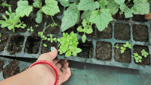 press seedlings to remove from tray