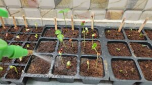 watering tips to seedlings