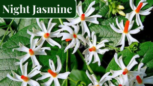 Night jasmine