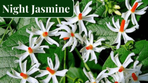 Night jasmine