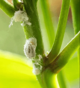 mealybugs in the rose plant