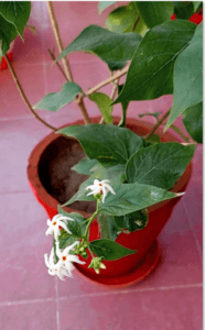 night jasmine in old pot