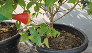 watering night jasmine plant