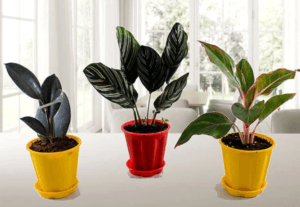 indoor plants in pot