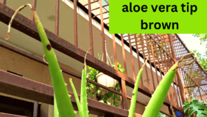 brown tips of aloe vera plant