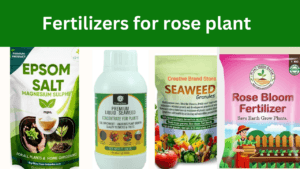 fertilizers for rose plant