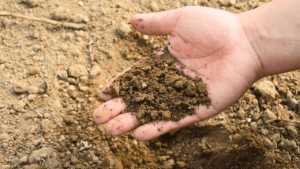 garden soil