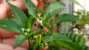 green chili leaves