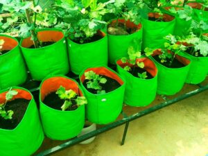 grow bags for gardening