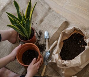 potting mix provides good drainage system