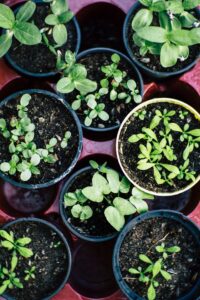 plants in pot