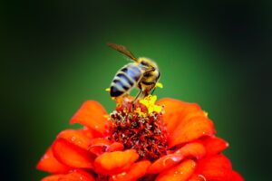 bees on flower