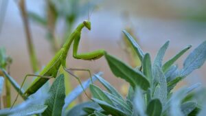 praying mantis insect on plant