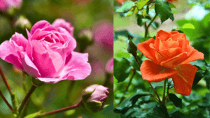 rose flowers