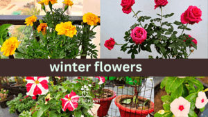 winter flowers