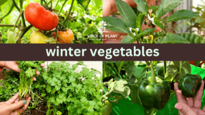 winter vegetables