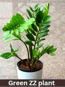 green zz plant