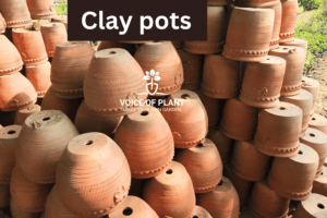 clay pots