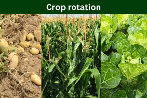 crop rotation