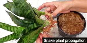 snake plant propagation