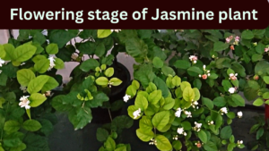 flowering stage of jasmine plant