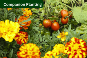 marigold + Tomato