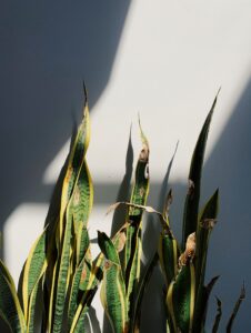 Snake plant leaf burn